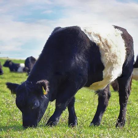 Gast&hof Baerfischenhaus Alojamento de Acomodação e Pequeno-almoço *