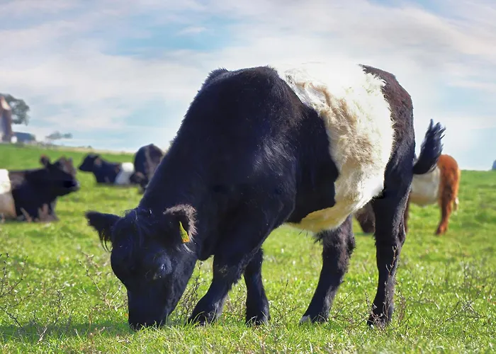 Gast&hof Baerfischenhaus Alojamento de Acomodação e Pequeno-almoço *